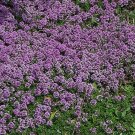 Purple Creeping Thyme Flower 200 Seeds Vegetable Flower Herb Garden