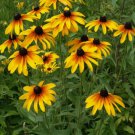 Gloriosa Rudbeckia Flower 100 Seeds Vegetable Flower Herb Garden