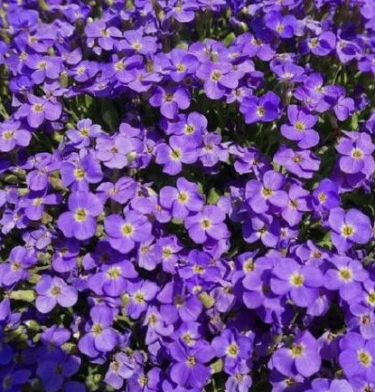 Purple Rockcress Flower 50 Seeds Vegetable Flower Herb Garden