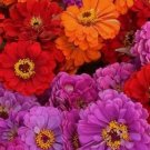 Majestic Mix Zinnia Flower 50 Seeds Vegetable Flower Herb Garden