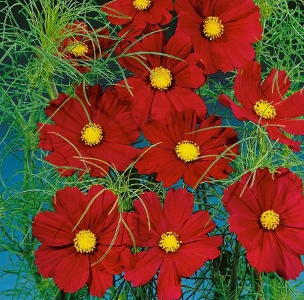 Dazzler Cosmos Flower 50 Seeds Vegetable Flower Herb Garden