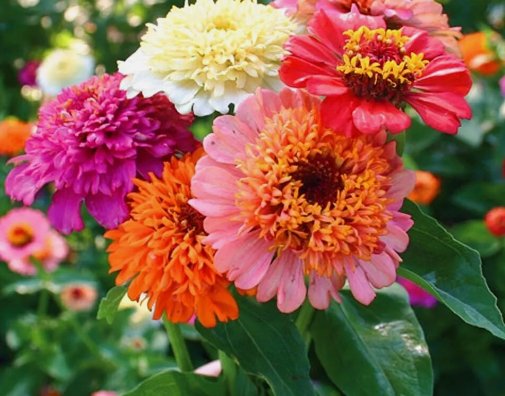 Cresto Mix Scabiosa Crested Zinnia Flower 25 Seeds Vegetable Flower Herb Garden