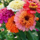 Cresto Mix Scabiosa Crested Zinnia Flower 25 Seeds Vegetable Flower Herb Garden