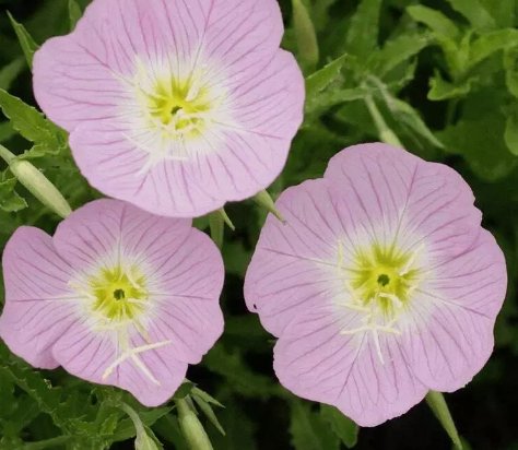 Showy Evening Primrose Flower 100 Seeds Vegetable Flower Herb Garden
