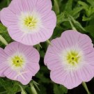 Showy Evening Primrose Flower 100 Seeds Vegetable Flower Herb Garden