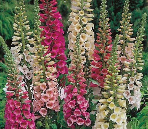 Foxy Dwarf Mixed Color Foxglove Flower 100 Seeds Vegetable Flower Herb Garden