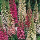 Foxy Dwarf Mixed Color Foxglove Flower 100 Seeds Vegetable Flower Herb Garden