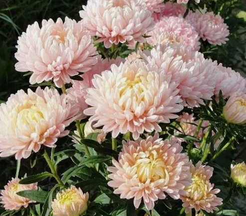 Duchess Apricot Peony Aster Flower 25 Seeds Vegetable Flower Herb Garden