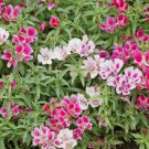 Farewell to Spring Clarkia Flower 50 Seeds Vegetable Flower Herb Garden