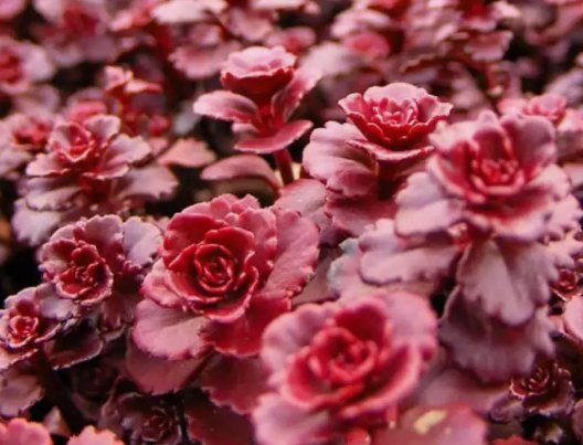 Red Dragon's Blood Sedum Succulent 50 Seeds Vegetable Herb Garden Seed Packs for Sale