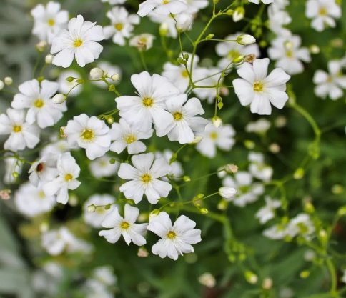 White Annual Babys Breath Flower 100 Seeds Vegetable Herb Garden Seed Packs for Sale