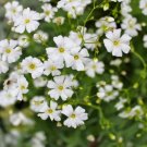 White Annual Babys Breath Flower 100 Seeds Vegetable Herb Garden Seed Packs for Sale
