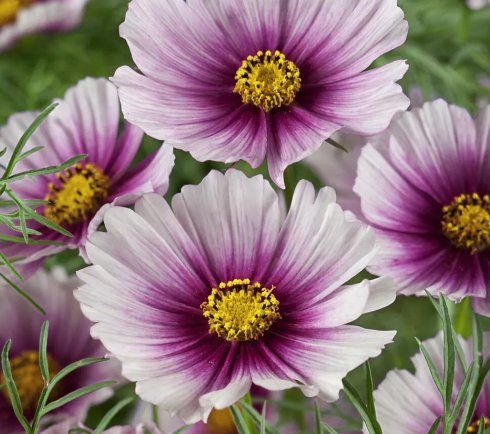 Day Dream Cosmos Flower 100 Seeds Vegetable Herb Garden Seed Packs for Sale