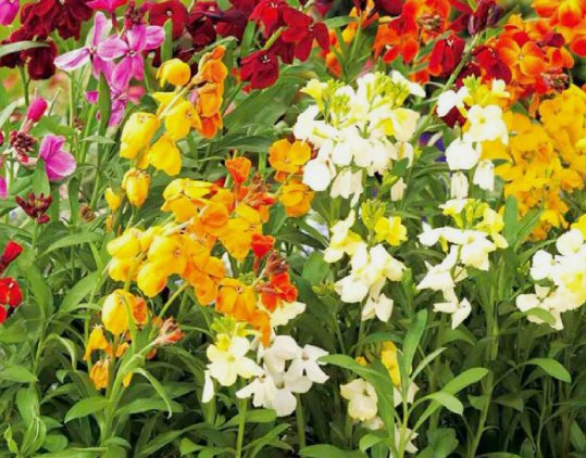 English Wallflower  50 Seeds Vegetable Herb Garden Seed Packs for Sale