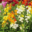 English Wallflower  50 Seeds Vegetable Herb Garden Seed Packs for Sale