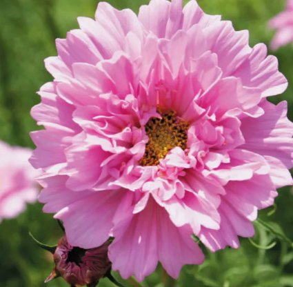 Double Dutch Rose Cosmos Flower 10 Seeds Vegetable Herb Garden Seed Packs for Sale
