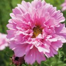 Double Dutch Rose Cosmos Flower 10 Seeds Vegetable Herb Garden Seed Packs for Sale