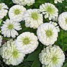 White Zinnia Purity Flower 50 Seeds Vegetable Herb Garden Seed Packs for Sale