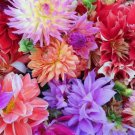 Dahlia Redleaf Flower 10 Seeds Vegetable Herb Garden Seed Packs for Sale