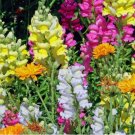 Heirloom Snapdragon Flower 300 Seeds Vegetable Herb Garden Seed Packs for Sale