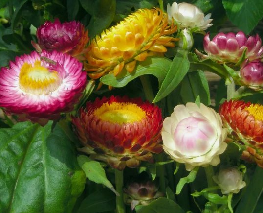 Tall Mixed Color Strawflower Flower 100 Seeds Vegetable Herb Garden Seed Packs for Sale
