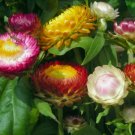 Tall Mixed Color Strawflower Flower 100 Seeds Vegetable Herb Garden Seed Packs for Sale