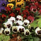 Swiss Giants Pansy Flower 50 Seeds Vegetable Herb Garden Seed Packs for Sale