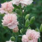 Le France Pink French Carnation Flower 25 Seeds Vegetable Herb Garden Seed Packs for Sale