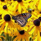 Black Eyed Susan Rudbeckia Hirta 2000 Seeds Vegetable Herb Garden Seed Packs for Sale