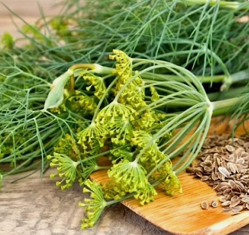 Dukat Dill 500 Seeds Vegetable Herb Garden Seed Packs for Sale