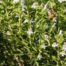 Summer Savory Satureja Hortensis 1200 Seeds Vegetable Herb Garden Seed Packs for Sale