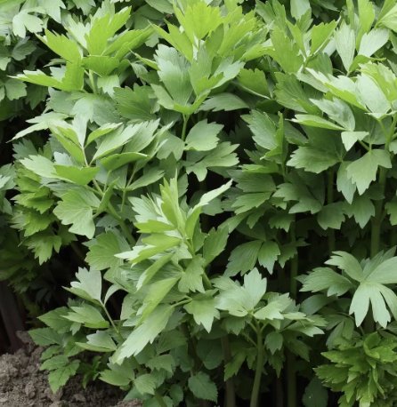 Lovage Non Gmo Open Pollinated 200 Seeds Vegetable Herb Garden Seed Packs for Sale