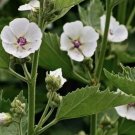 Caraway Fresh Harvest 300 Seeds Vegetable Herb Garden Seed Packs for Sale