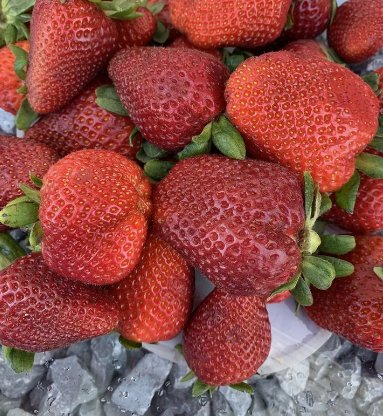 Mixed strawberry 25 Seeds Vegetable Herb Garden Seed Packs for Sale