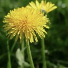 Dandelion Taraxacum officinale 250 Seeds Vegetable Herb Garden Seed Packs for Sale
