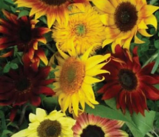 Sunflower All Sorts Mix Mixture Flower 25 Seeds Vegetable Herb Garden Seed Packs for Sale
