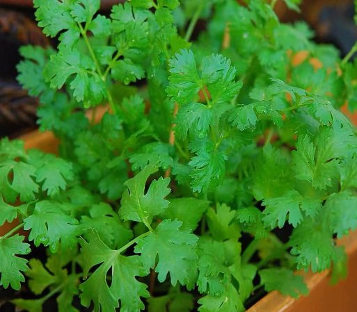 Cilantro Coriander 100 Seeds Vegetable Herb Garden Seed Packs for Sale