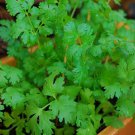 Cilantro Coriander 100 Seeds Vegetable Herb Garden Seed Packs for Sale
