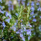 Rosemary Culinary Perennial 25 Seeds Vegetable Herb Garden Seed Packs for Sale