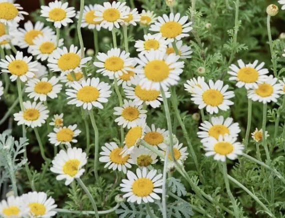 German Chamomile Medicinal Fragrant Groundcover 2000 Seeds Vegetable Herb Garden Seed Packs for Sale