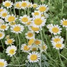 German Chamomile Medicinal Fragrant Groundcover 2000 Seeds Vegetable Herb Garden Seed Packs for Sale