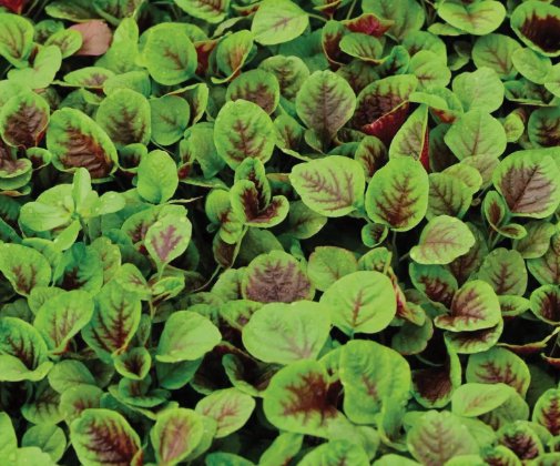 Amaranth red striped leaf 1000 Seeds Vegetable Herb Garden Seed Packs for Sale