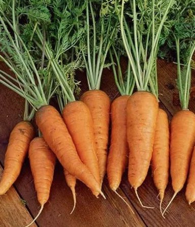 Carrots Danvers 126 Carrots 1000 Seeds Vegetable Herb Garden Seed Packs for Sale