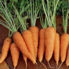 Carrots Danvers 126 Carrots 1000 Seeds Vegetable Herb Garden Seed Packs for Sale