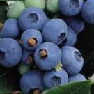 Highbush Blueberry Northern Vaccinium Corymbosum 200 Seeds Vegetable Herb Garden Seed Packs for Sale Highbush Blueberry Northern Vaccinium Corymbosum 200 Seeds Vegetable Herb Garden Seed Packs for Sale