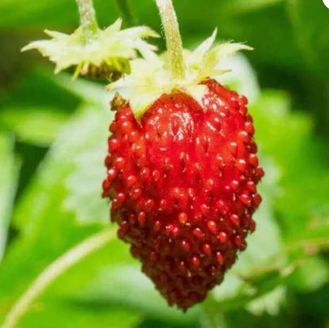 Wild Strawberry Baron Fragaria Vesca Solemacher 100 Seeds Vegetable Herb Garden Seed Packs for Sale