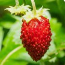 Wild Strawberry Baron Fragaria Vesca Solemacher 100 Seeds Vegetable Herb Garden Seed Packs for Sale