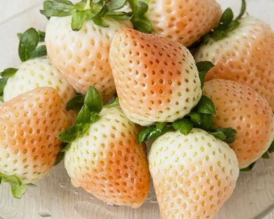 White Wild Strawberry 100 Seeds Vegetable Herb Garden Seed Packs for Sale