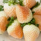 White Wild Strawberry 100 Seeds Vegetable Herb Garden Seed Packs for Sale