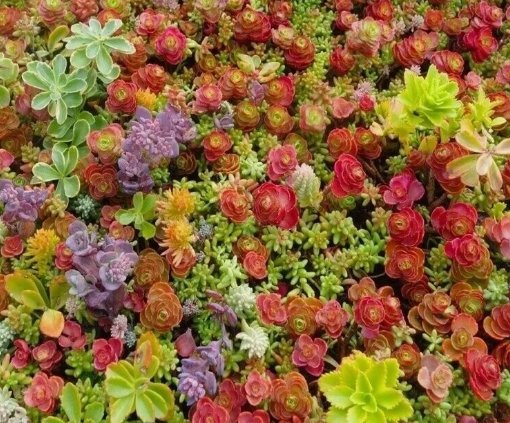Mixed Sedum Stonecrop Beautiful Succulent 100 Seeds Vegetable Herb Garden Seed Packs for Sale